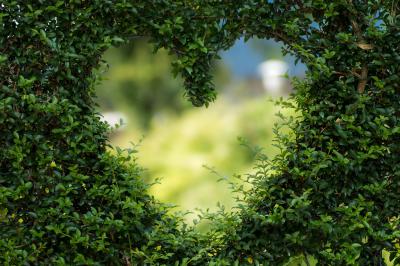 Buxus with with heart shaped hole cut out