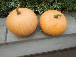 zucca da marmellata.png